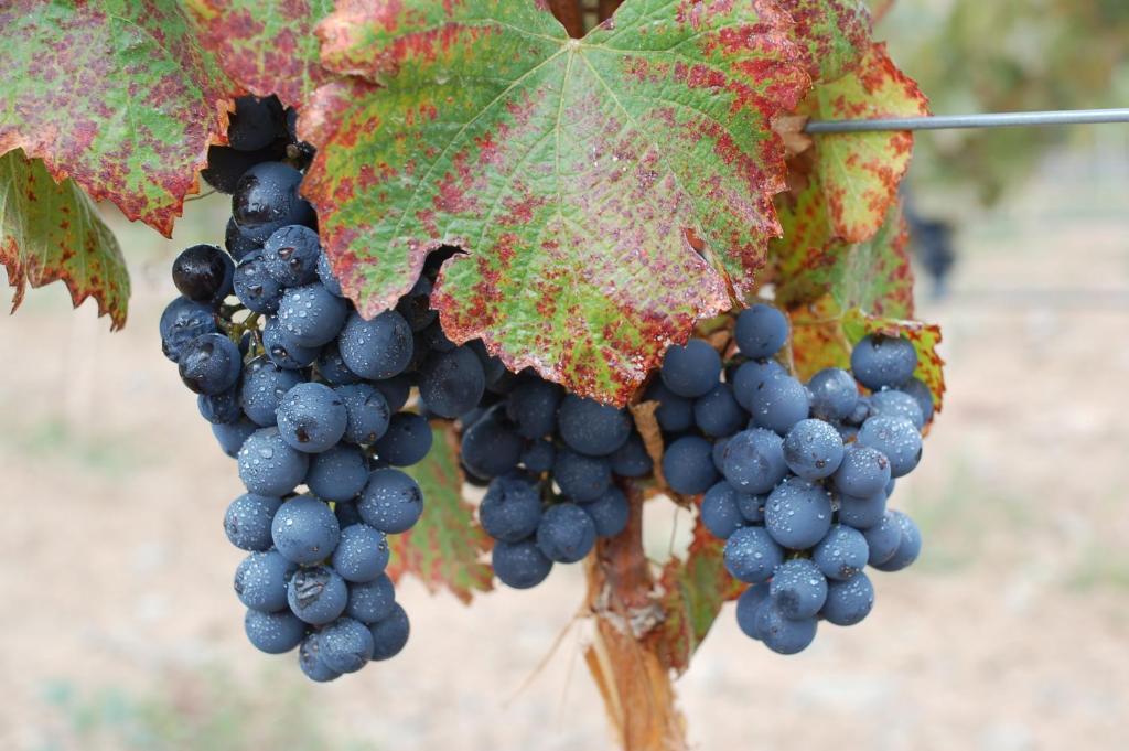 Miraluna Bodega Boutique Cachí Dış mekan fotoğraf