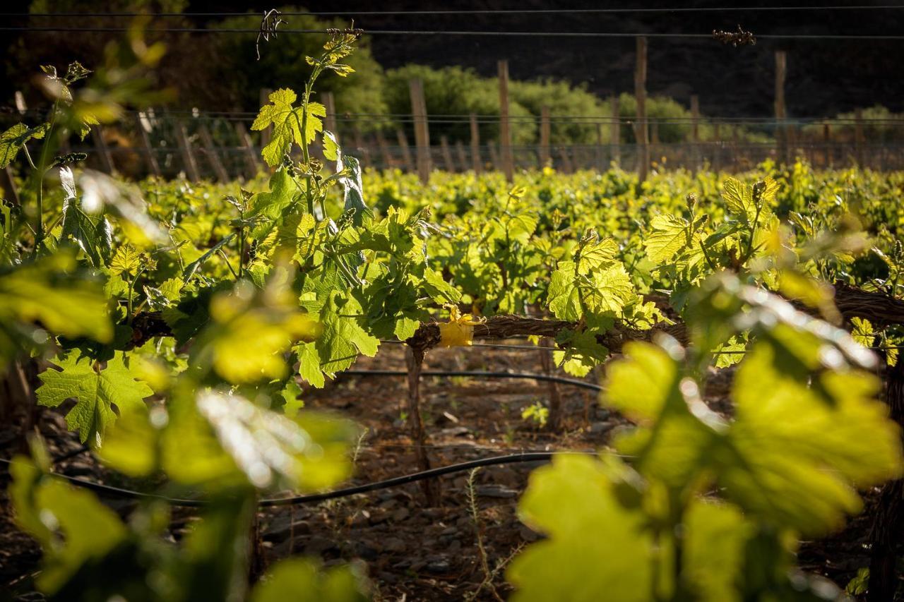 Miraluna Bodega Boutique Cachí Dış mekan fotoğraf